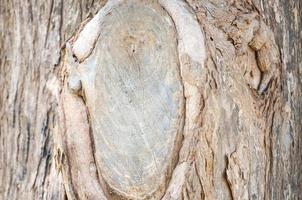 Bark of Teak photo