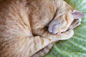 Ginger cat sleeping on bed photo
