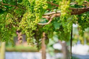Bunches of white wine grapes