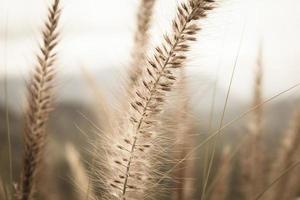 Grass flower close up photo