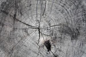 Old wood cut texture background photo