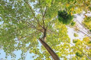 árboles forestales. naturaleza verde madera luz del sol fondos foto