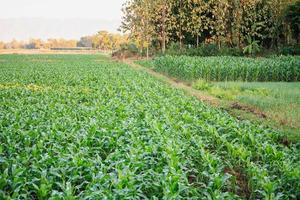 Green corn field photo
