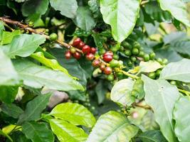 fresh coffee beans in coffee plants tree photo