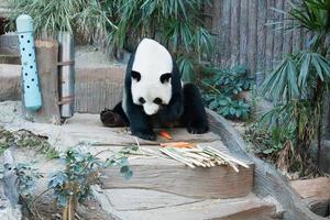 Hungry giant panda bear eating photo