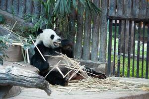 Hungry giant panda bear eating photo