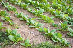 primer plano del campo de tabaco foto