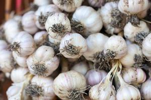 Fresh garlic close up photo