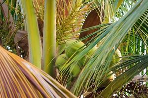 Coconut on coconut tree photo