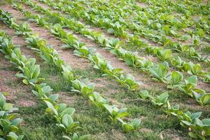 tobacco field close up photo