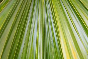 Abstract green leaf texture for background photo