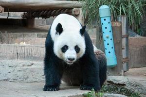oso panda gigante foto