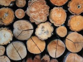 Wood texture background have many logs that cut from big tree and small tree photo