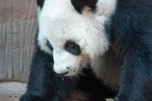 Hungry giant panda bear eating photo