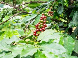 fresh coffee beans in coffee plants tree photo