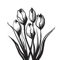 tulip flowers graphics vector