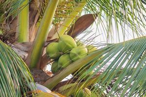 Coconut on coconut tree photo