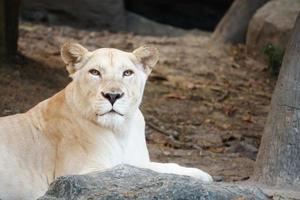 Female Lion on the lookout photo