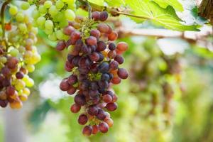 Bunches of red wine grapes hanging on the vine photo