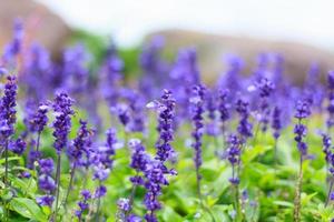 blue flowers in the field photo