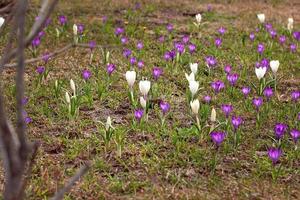 Purple and white crocus vernus flowers meadow photo
