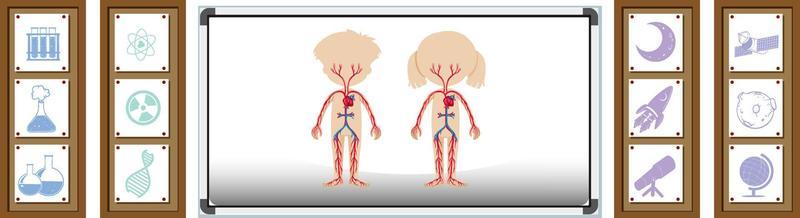 Board showing human anatomy