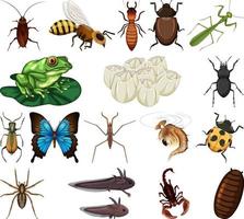 Different kinds of insects and animals on white background vector