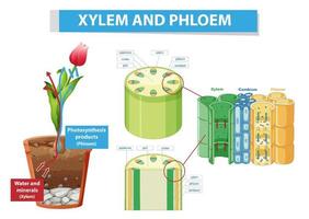 Diagram showing xylem and phloem in plant vector