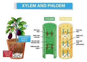diagrama que muestra el xilema y el floema en la planta vector
