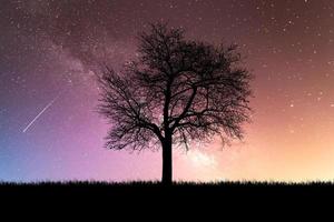 árboles de silueta en el prado con hermosa luz natural. para usar como fondo foto