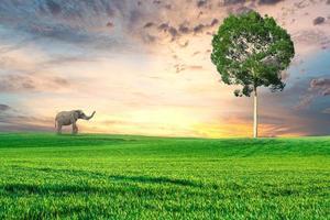 An elephant walks alone in the meadow. Forest conservation concept for elephants photo