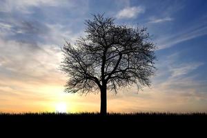 Silhouette Trees in the meadow with beautiful natural light. for use as a background photo