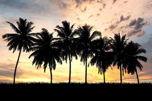 Coconut tree silhouette with beautiful natural light. for use as a background. nature view and sunset concept photo