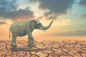 Forest conservation concept for wildlife. An elephant searching for food in arid land lacks water. photo