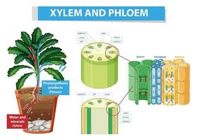 Diagram showing xylem and phloem in plant vector