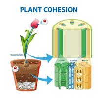 digrama que muestra el movimiento del agua en las plantas vector