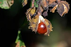 fruto maduro del castaño de indias comúnmente llamado conkers foto