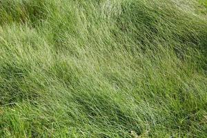 Wild green grass abstract background texture