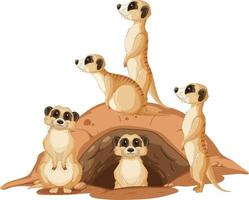 Group of meerkats with burrow on white background vector