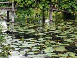 Hever, Kent, UK, 2016. Water Lilies at Hever Castle photo