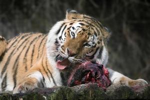 Littlebourne, Kent, UK, 2015. Siberian Tiger photo