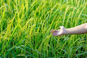 las manos y las plantas de arroz están creciendo de color verde brillante. foto