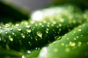 las gotas de rocío en las hojas no son verdes foto