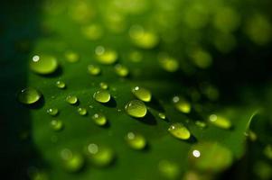 las gotas de rocío en las hojas no son verdes foto