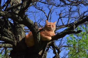 a big fat smart ginger cat is sitting on a tree and looking down photo
