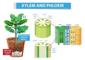 diagrama que muestra el xilema y el floema en la planta vector