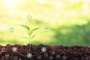 Young plant growing in soil against sunny background with 16 digital  nutrients icon which nessesary in plant life , Plant Nutrients,Macronutrients,Micronutrients. Agriculture concept photo