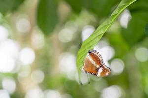A brown butterfly perched on a green leaf photo