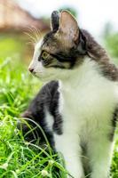 The black and white cat is playing on the green grass. Cute black and white cat playing in the weeds photo