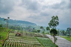View of green vegetable plantation on the mountain plain photo